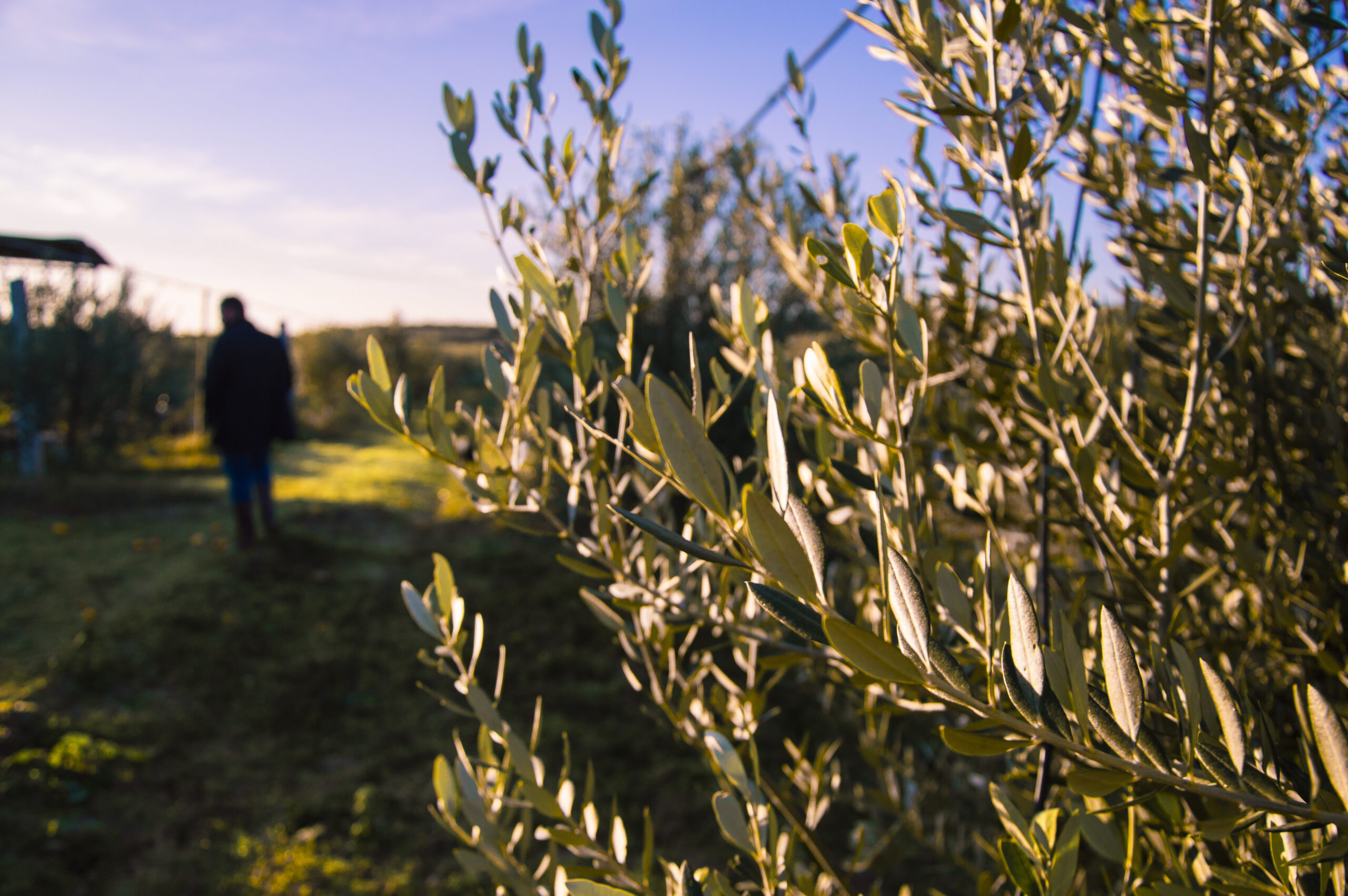Azienda Agricola Maggiore — foto 2